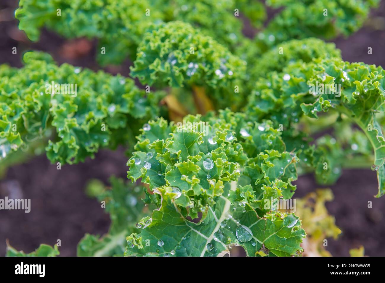 Insalata di lattuga fresca sul letto del giardino. Raccolta giardino primaverile Foto Stock