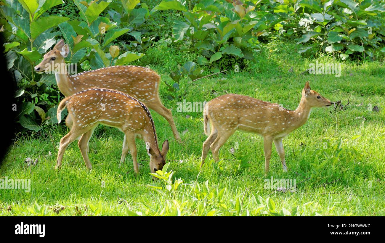 Cervi spottati selvatici o cervi asse mandria nel Bandipur mudumalai Ooty Road, India. Bella bellezza cattura l'occhio mentre si guida con la famiglia. Foto Stock