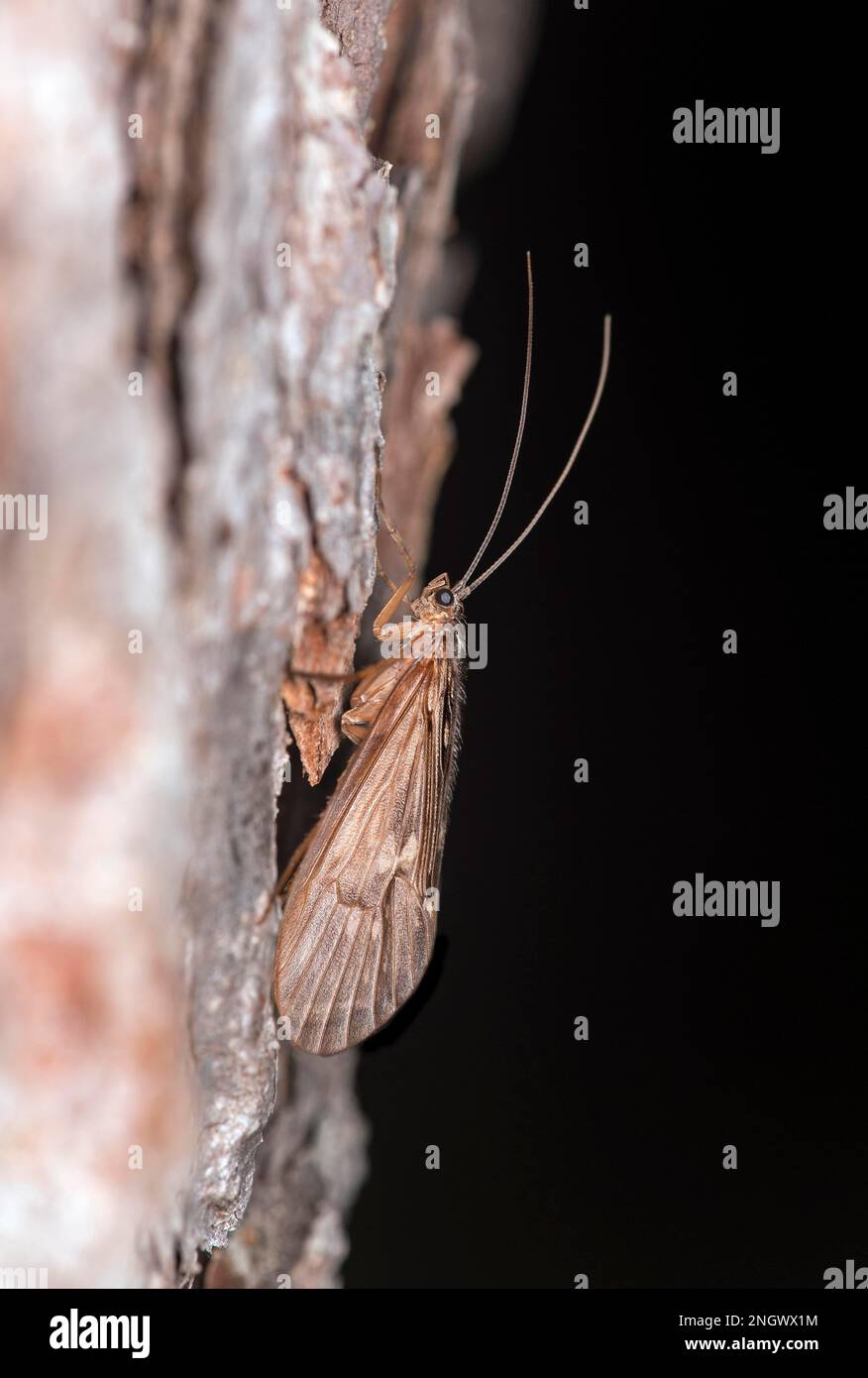Terra caddis (Enoicyla pusilla), Vallese, Svizzera Foto Stock