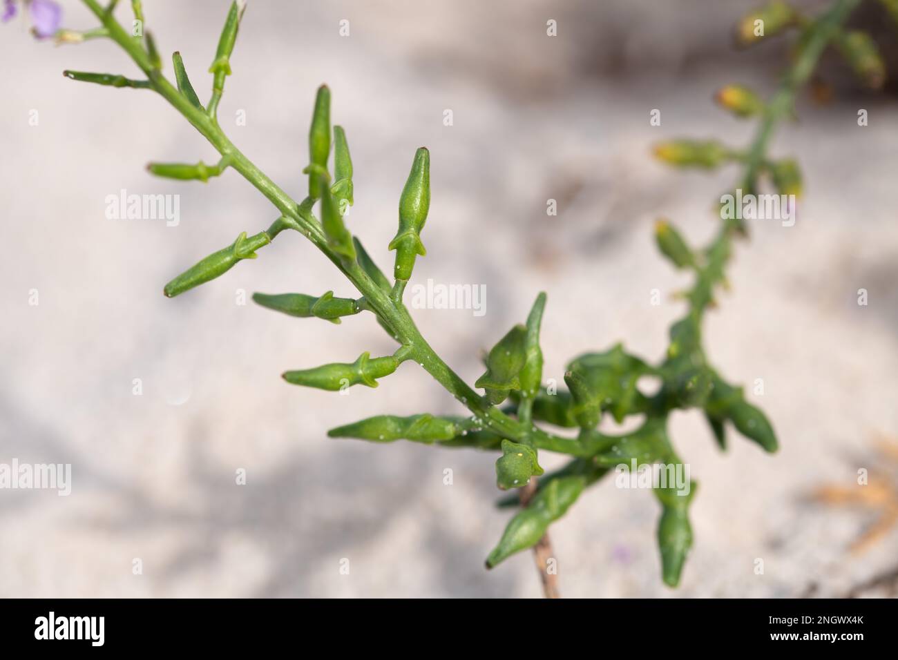 Ricerca europea (Cakile maritima), foto dettagliata dello stand di frutta, Parco Nazionale di Vorpommersche Boddenlandschaft, Meclemburgo-Pomerania occidentale Foto Stock