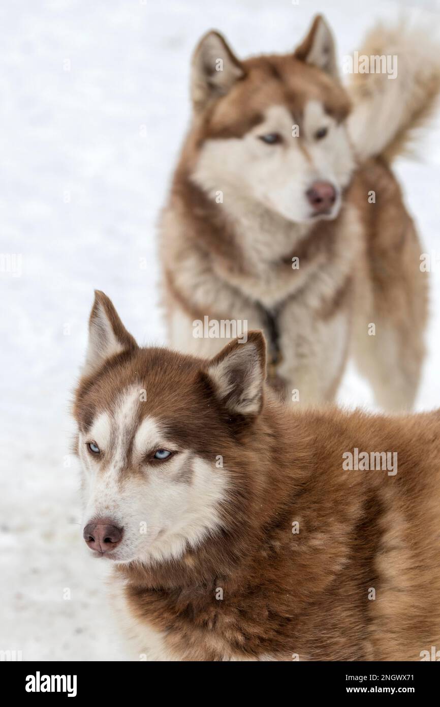 Due Husky, cane da slitta, Todtmoos, Foresta Nera, Baden-Wuerttemberg, Germania Foto Stock