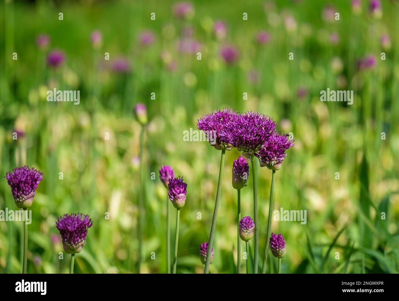 Porro ornamentale (Allium), infiorescenza, Paesi Bassi Foto Stock