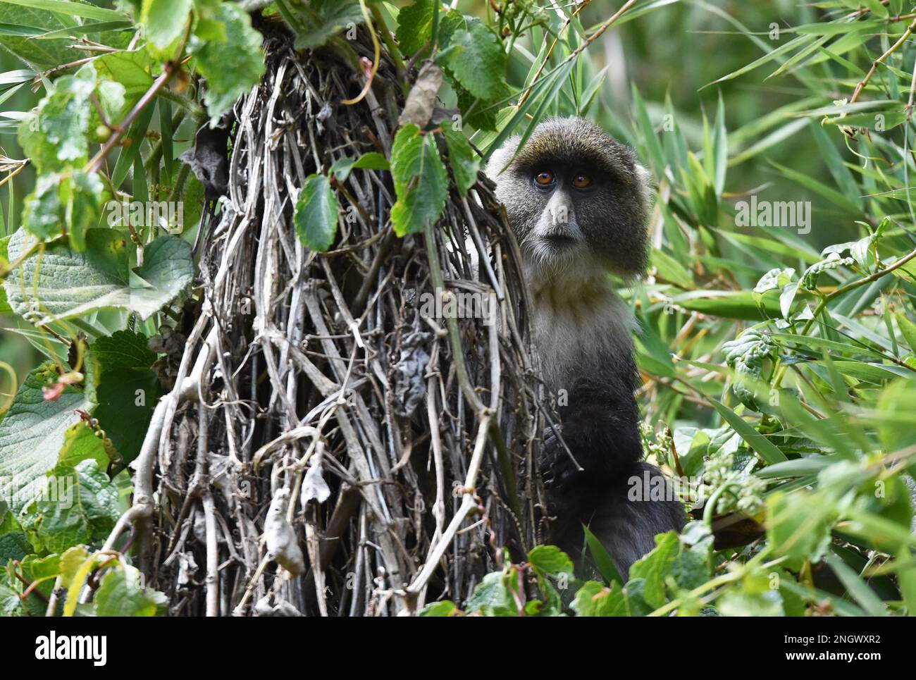 Allens palude scimmia (Allenopithecus nigroviridis) nel cespuglio del Kenya Foto Stock