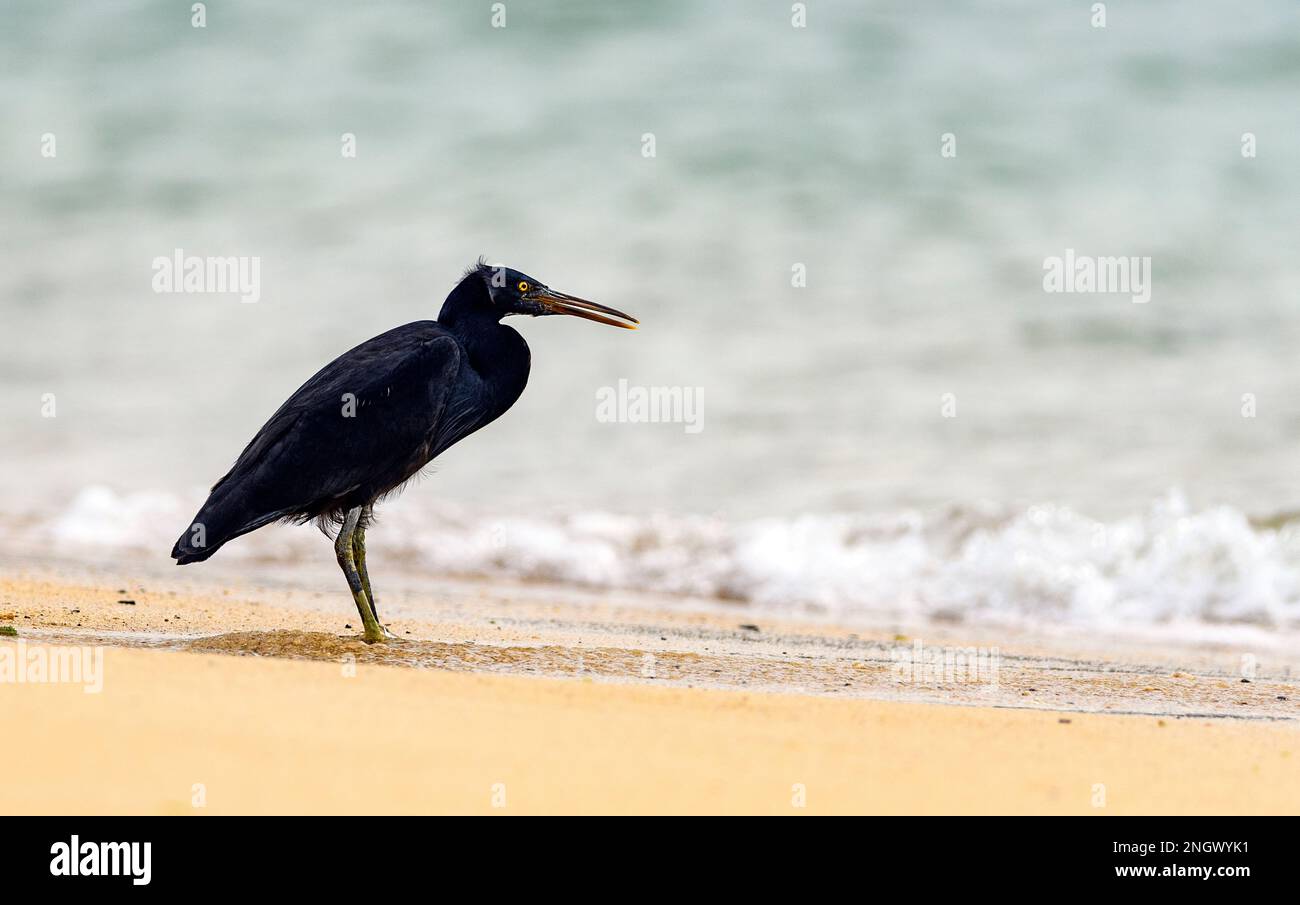 La barriera corallina del Pacifico (Egretta sacra, morfo scuro) da Amami Oshima, Giappone meridionale. Foto Stock