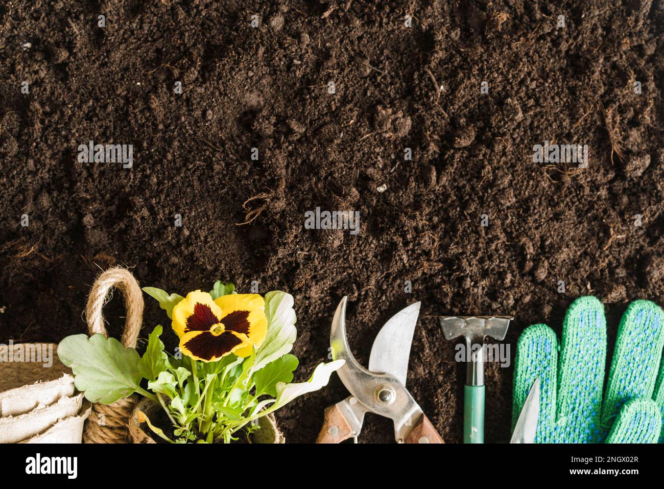 pentole di torba pansy pianta giardinaggio strumenti guanti suolo Foto Stock