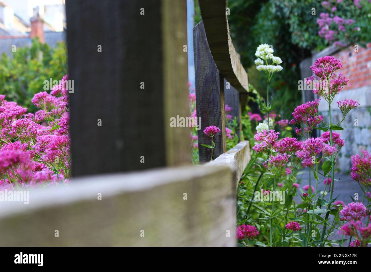 Piante Valeriane rosse e bianche fiorite in estate intorno a una recinzione di legno. Fiorito, paesaggio fiorito in Cornovaglia in estate Foto Stock