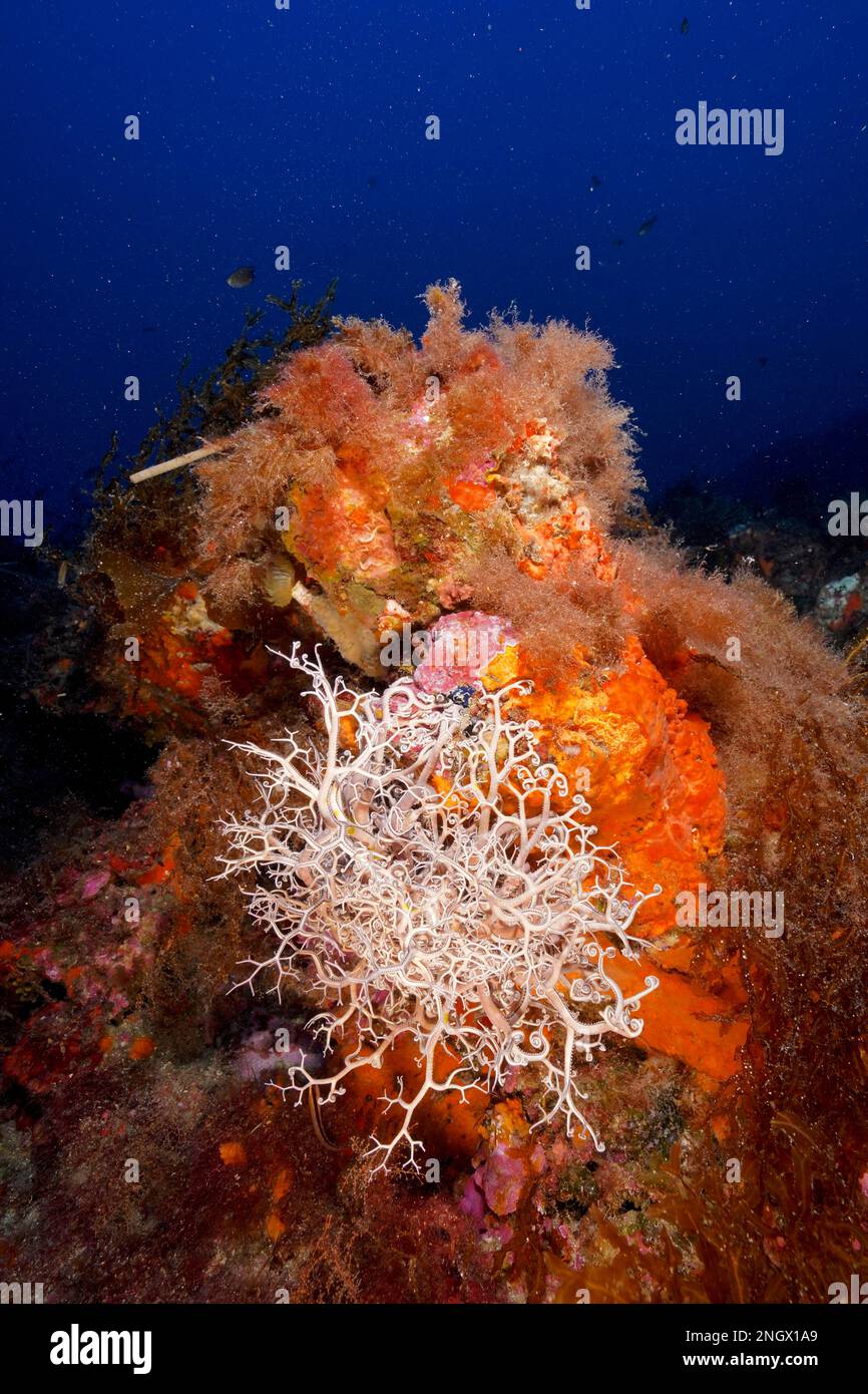 Stella mediterranea del basket (Astrospartus mediterraneo) nel Mar Mediterraneo vicino a Hyeres. Immersione nella penisola di Giens, Costa Azzurra, Francia Foto Stock