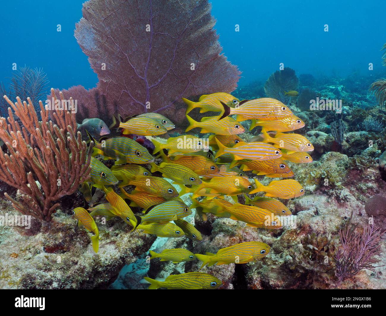 Gruppo di grunt francese (Haemulon flavolineatum) nel tipico paesaggio della barriera corallina dei Caraibi, sito di immersione John Pennekamp Coral Reef state Park, Key Largo Foto Stock