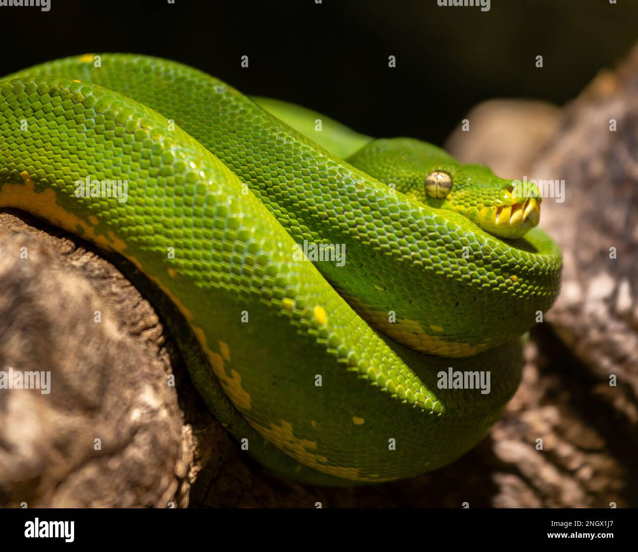ACQUARIO DI ST ANDREWS, SCOZIA, EUROPA - Captive Emerald Tree Boa, all'acquario di St Andrews. Corallus caninus Foto Stock