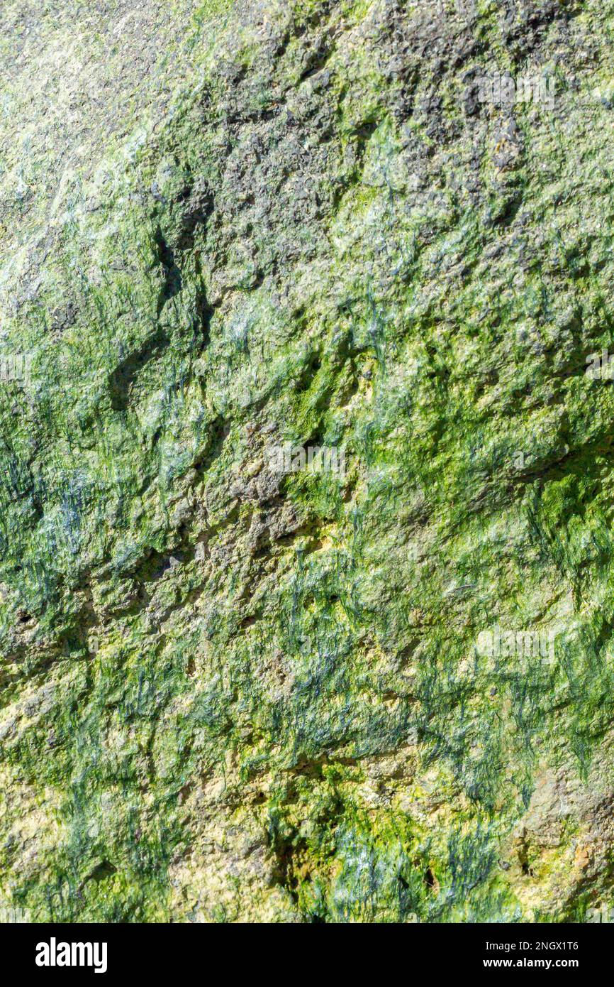 superficie in marmo con tinta grigia e alghe, fondo. Foto Stock
