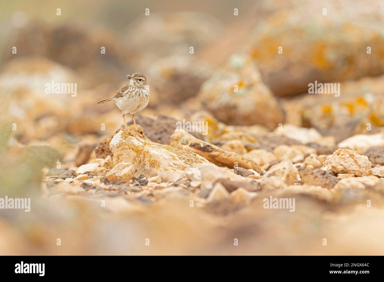 Il pipelito di Berthelot (Anthus berthelotii) arroccato su rocce e foraggio nel paesaggio arido di Fuerteventura Spagna. Foto Stock