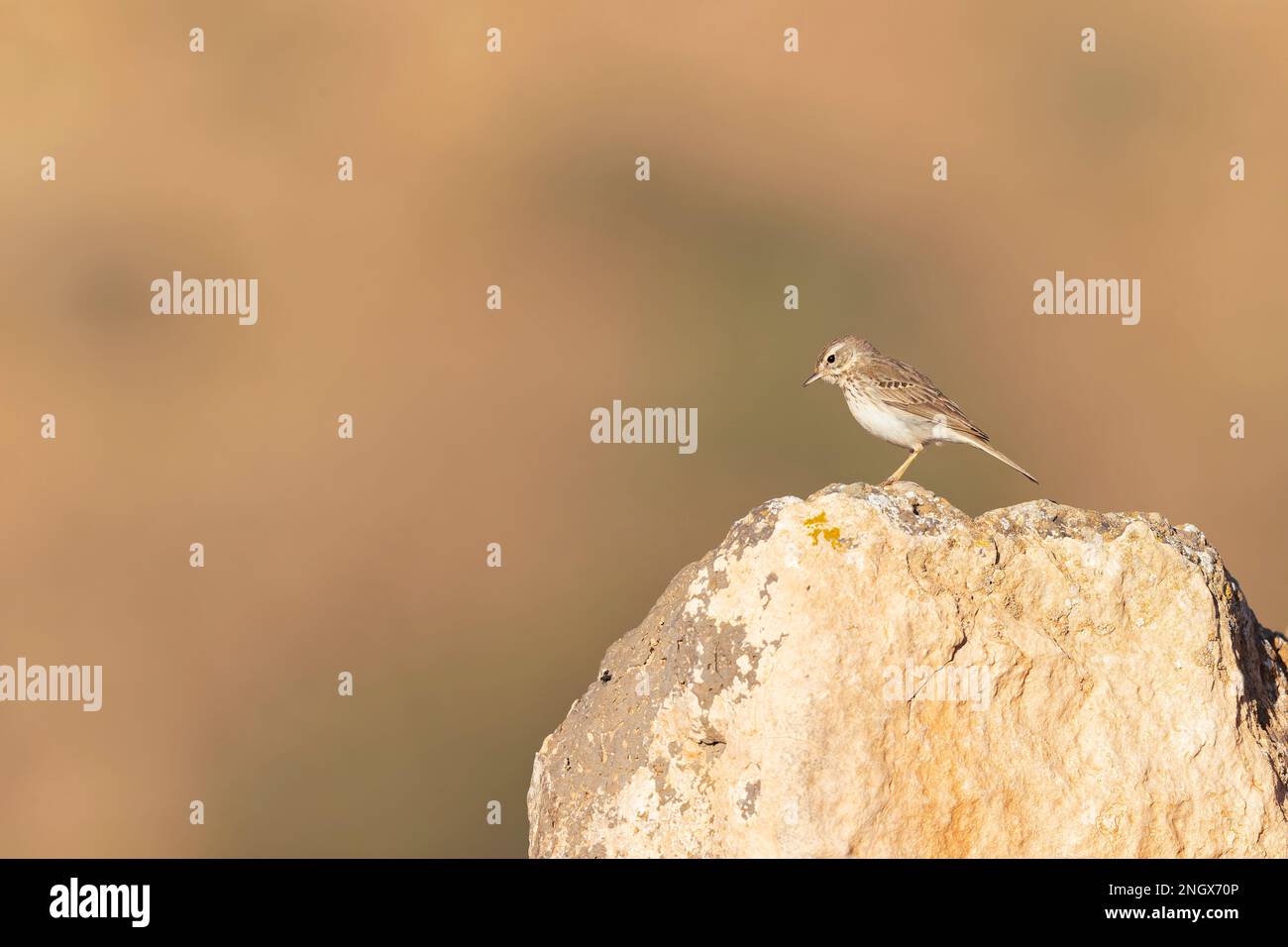 Il pipelito di Berthelot (Anthus berthelotii) arroccato su rocce e foraggio nel paesaggio arido di Fuerteventura Spagna. Foto Stock