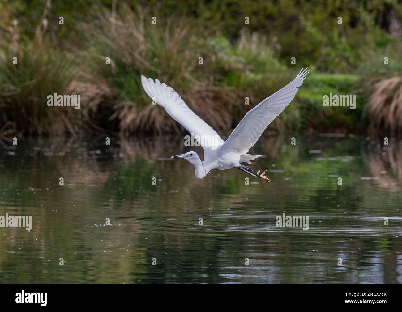 Un piccolo Egret (Egretta garzetta) che vola basso su un lago mentre cerca il pesce . Un uccello bianco puro, recentemente colonizzando il Regno Unito. Rutland, Regno Unito Foto Stock