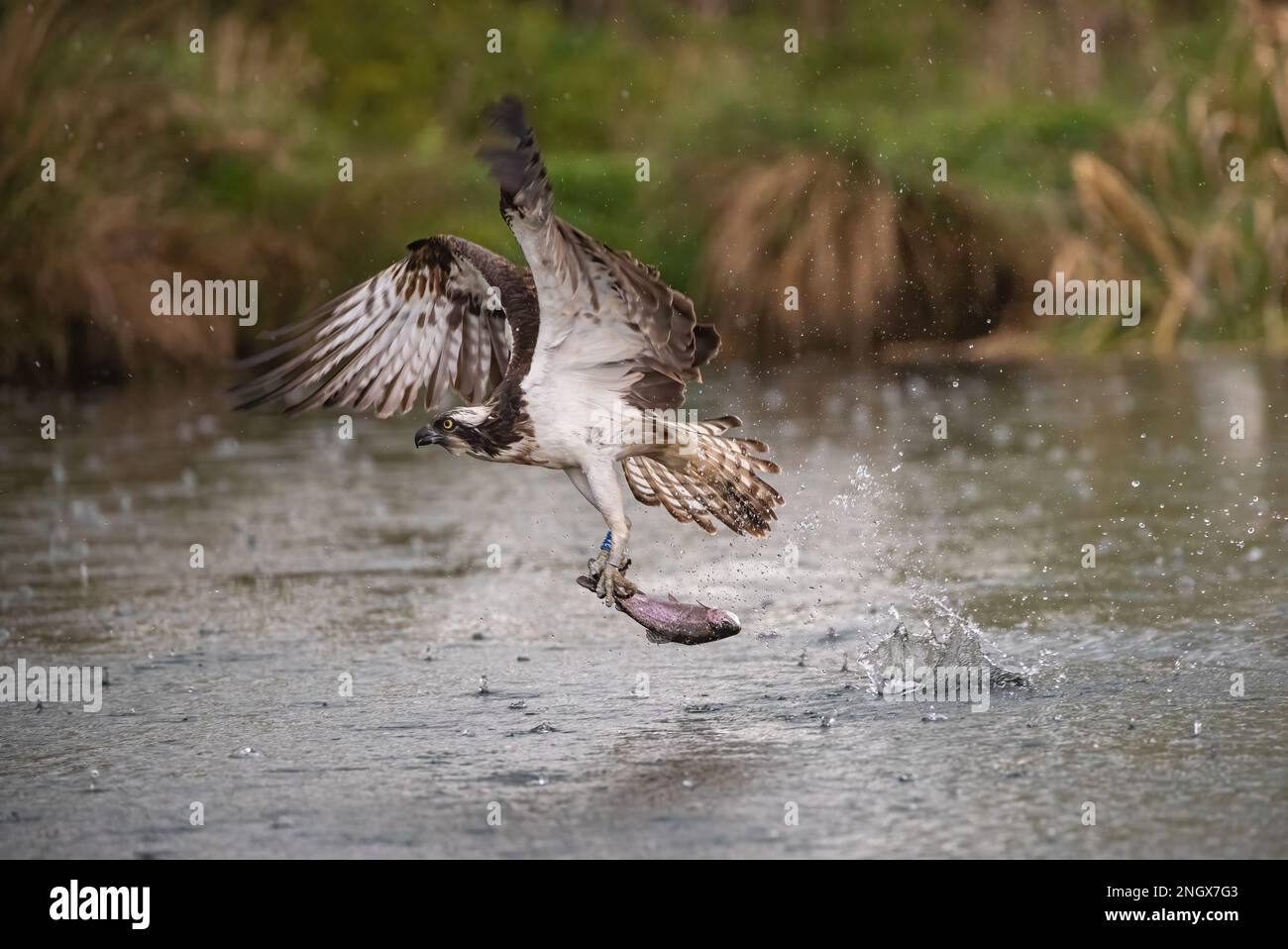 Colpo di azione di un Osprey (Pandion haliaetus) che si stacca dall'acqua con una grande trota che ha appena catturato. Rutland, Regno Unito Foto Stock