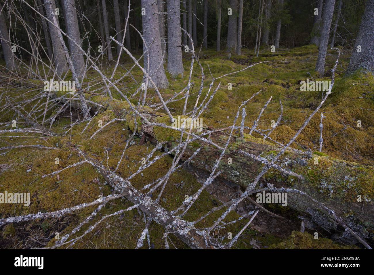 Forrest, Trees Katrineholm Svezia Foto Stock