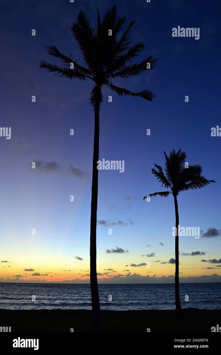 Gli alberi di palma sono in una silhouette contro un tramonto tropicale Foto Stock