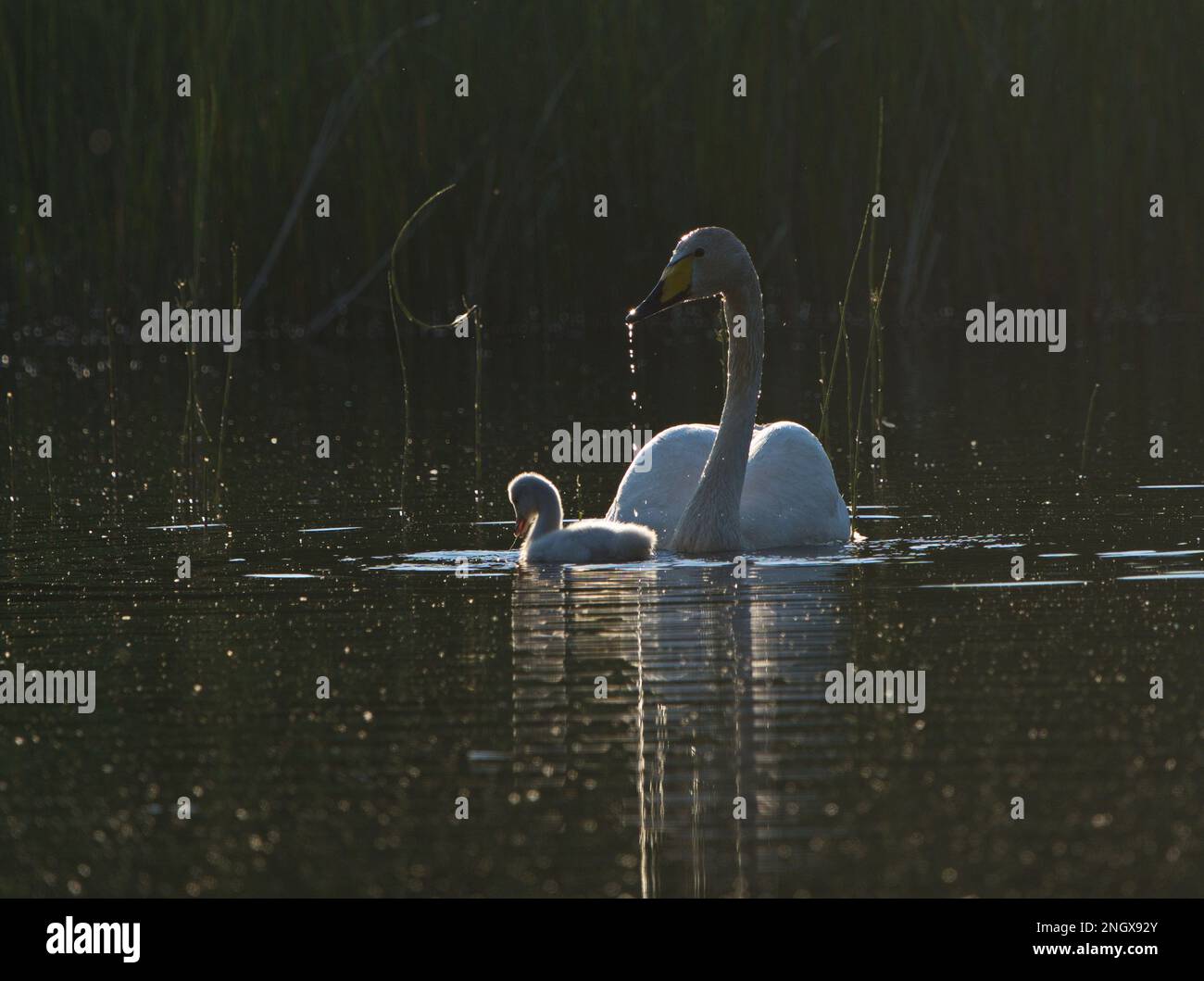 Whooper Swan Stoccolma Svezia Foto Stock