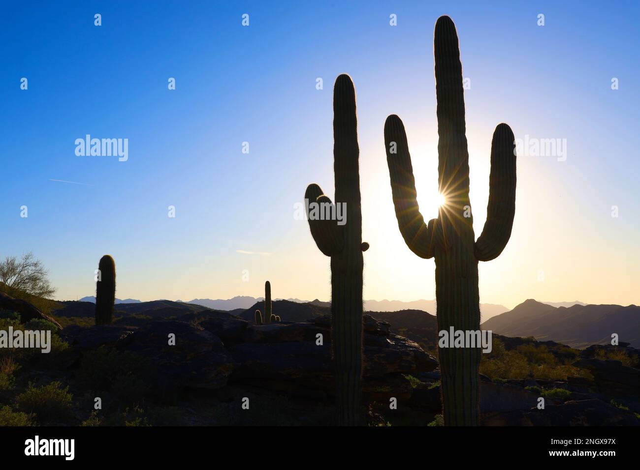 Phoenix, Arizona, Stati Uniti. 18th Feb, 2023. Il cactus di Saguaro copre il paesaggio roccioso withinÂ South Mountain Park and Preserve, Â dove Dobbins Lookout una pointÂ panoramica alta 2.300 metri si affaccia sullo skyline del centro di theÂ e sull'area di Phoenix. Il saguaro (Carnegia gigantea) è una specie di cactus tipo albero del genere monotipico Carnegia che può raggiungere un'altezza di oltre 12 metri (40 piedi). È nativo del deserto di sonora in Arizona. (Credit Image: © Ruaridh Stewart/ZUMA Press Wire) SOLO PER USO EDITORIALE! Non per USO commerciale! Foto Stock