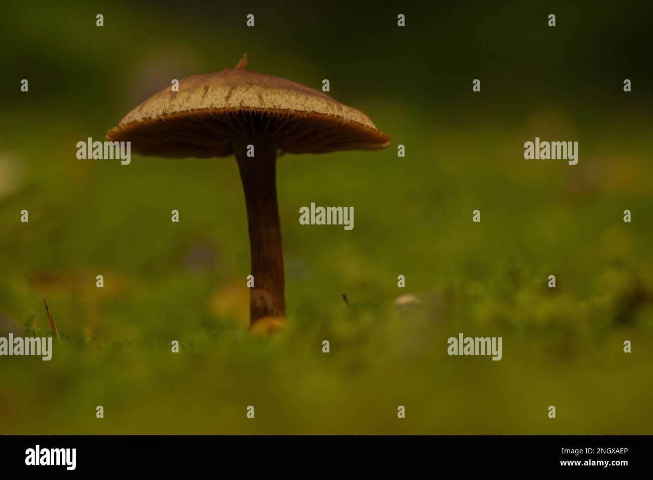 Primo piano di funghi che crescono sul campo Foto Stock