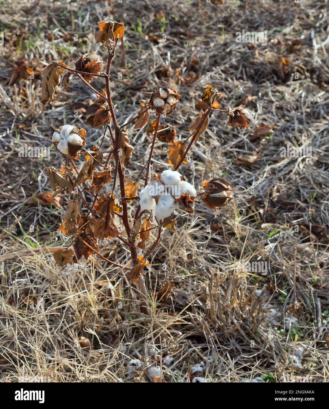 Coltivazione di piante di cotone, fallimento del raccolto dovuto a mancanza di pioggia, Wellington, Kansas, 'Gossypium hirsutum'. Foto Stock