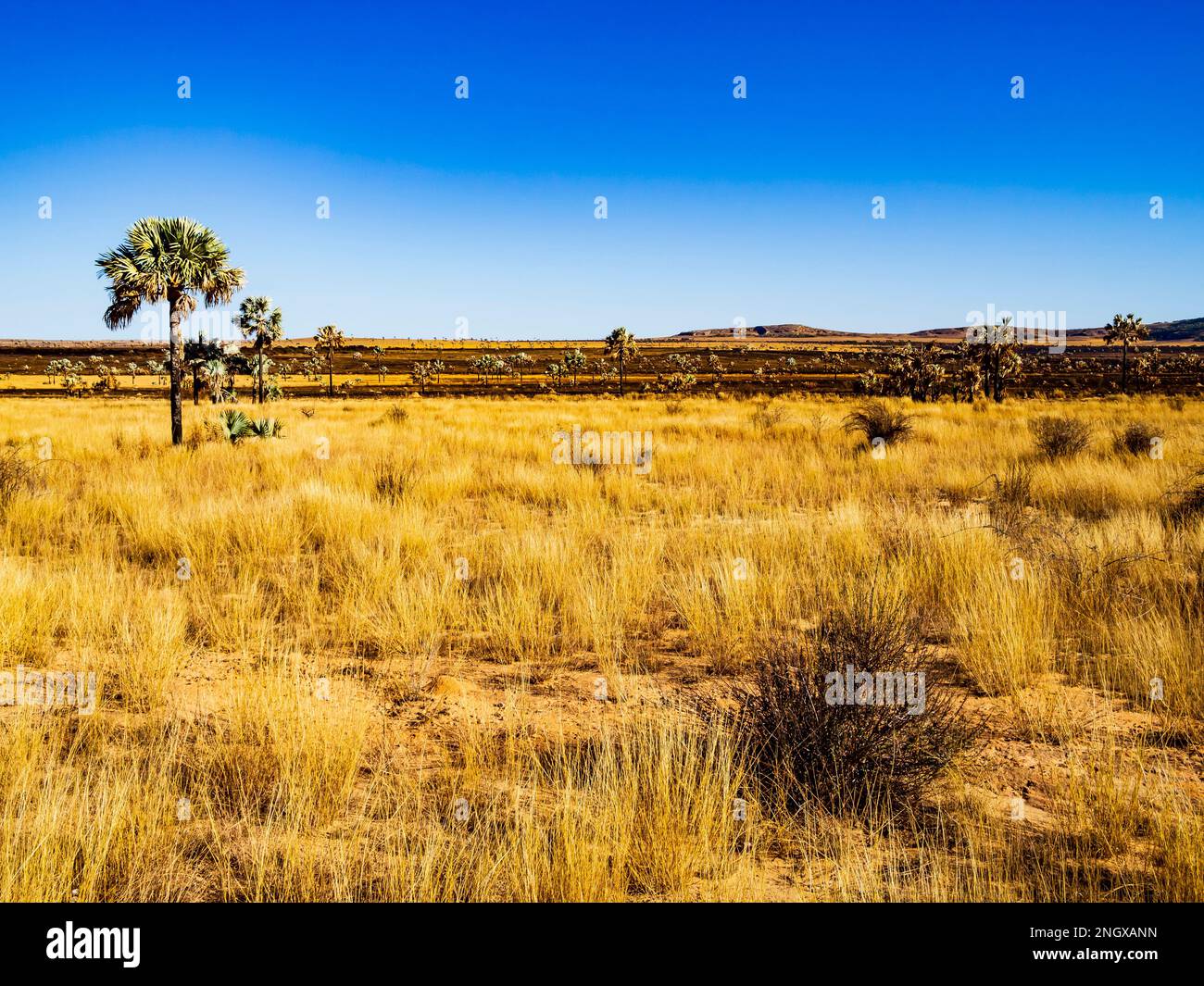 Splendida savana degli altopiani del Madagascar, lungo la panoramica Route Nationale 7 (RN7), con palme e erba secca Foto Stock