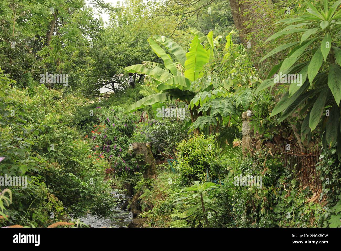 Verdeggiante, pieno, verde giardino cottage con torrente e cancello arrugginito in piena fioritura in estate. Foto Stock