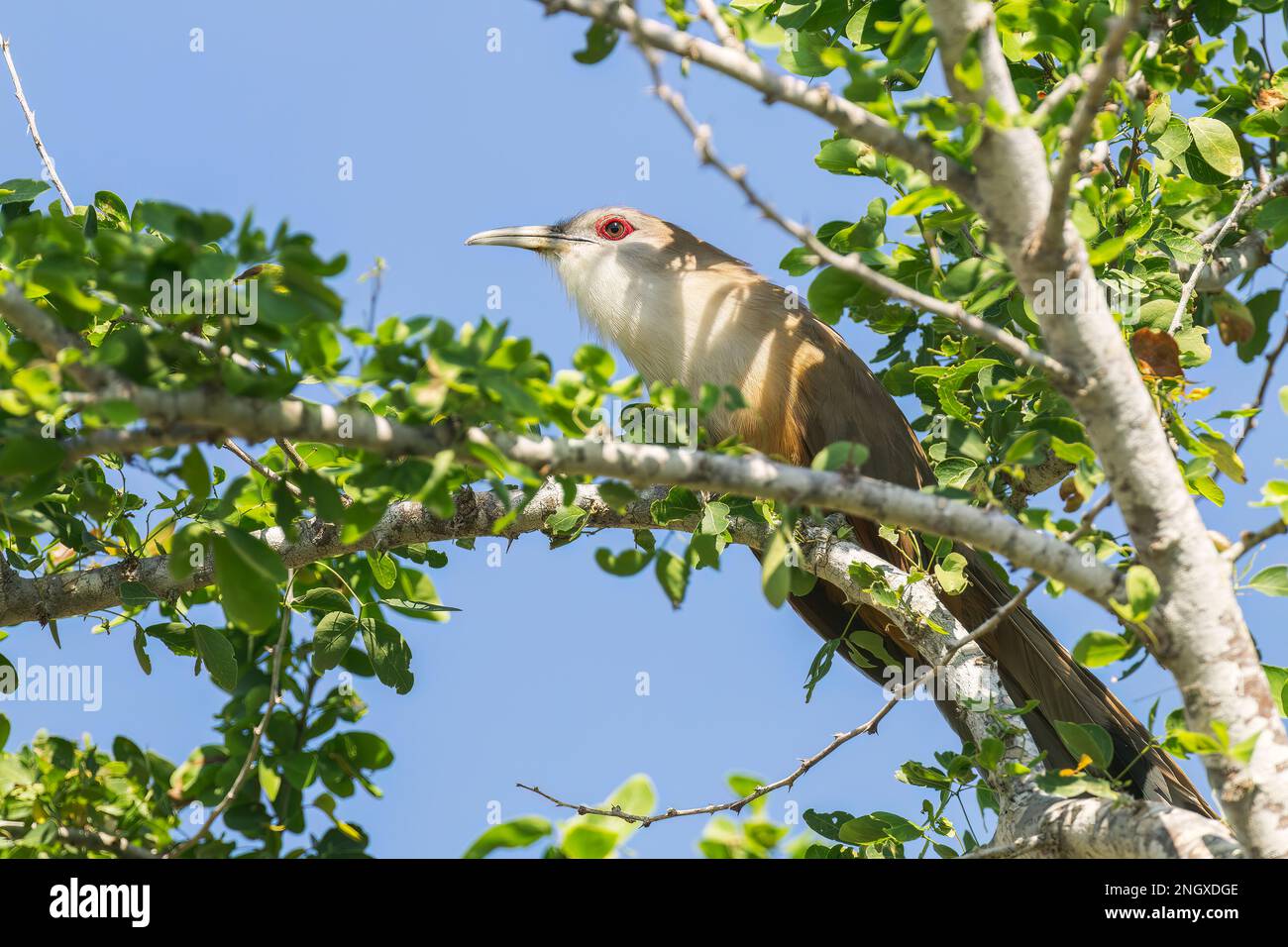 Grande cuculo lucertola, Coccyzus merlini, singolo adulto arroccato in albero, Trinidad, Cuba Foto Stock