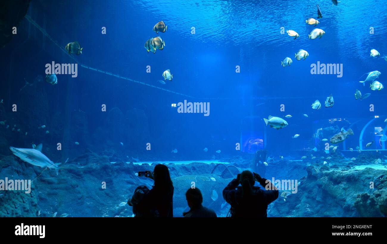 Molta gente osserva e fotografa i pesci nell'acquario. Foto Stock