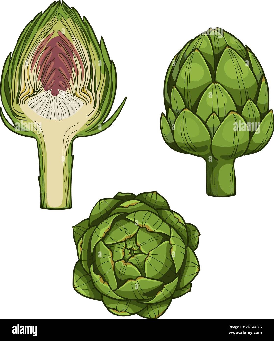 Carciofo incisione stile di schizzo disegno a mano disegno vettoriale. Prodotto vegetariano biologico. Illustrazione Vettoriale