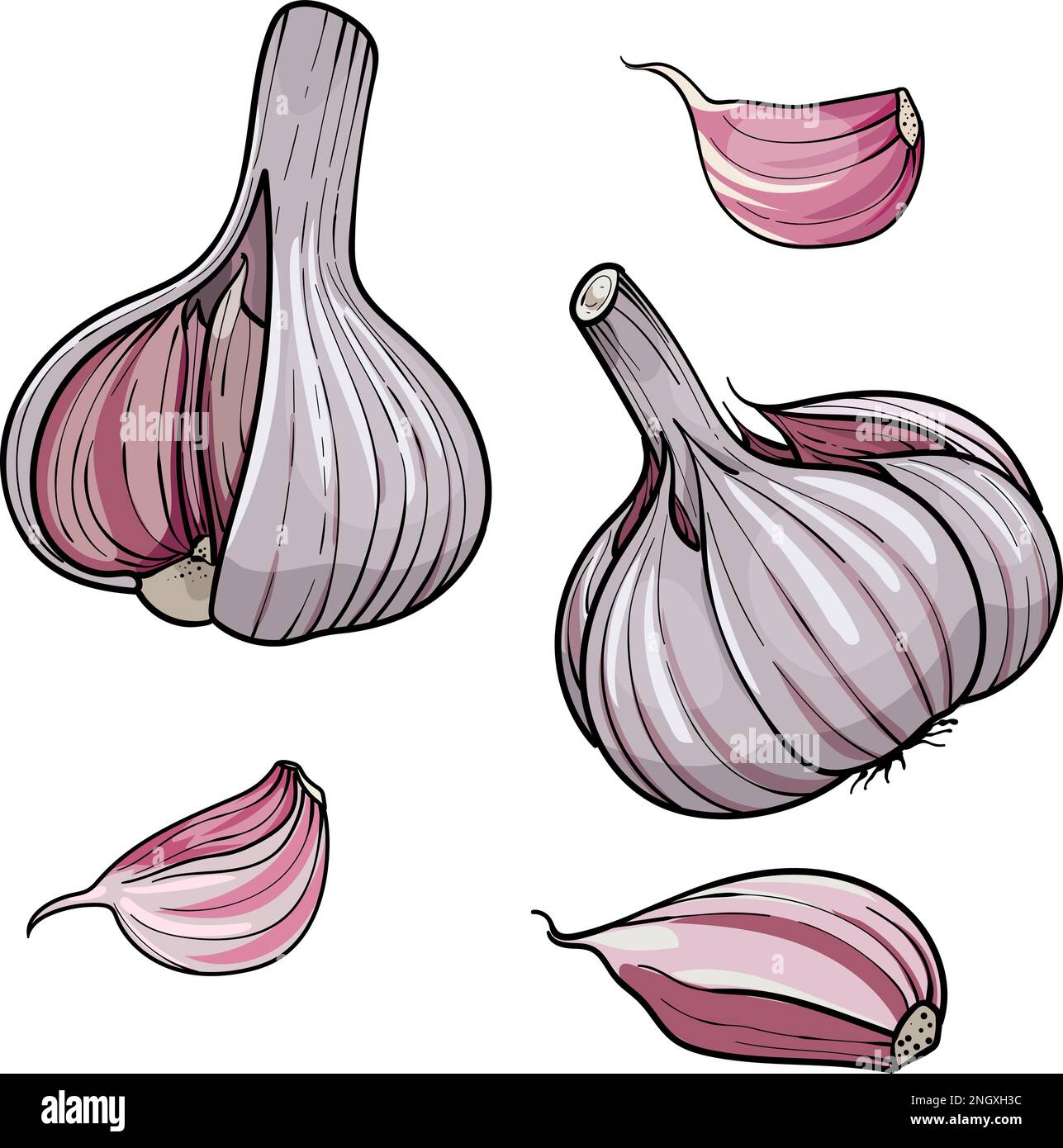 Illustrazione vettoriale disegnata a mano aglio . Mettere la testa e lo spicchio d'aglio. isolato su sfondo bianco Illustrazione Vettoriale
