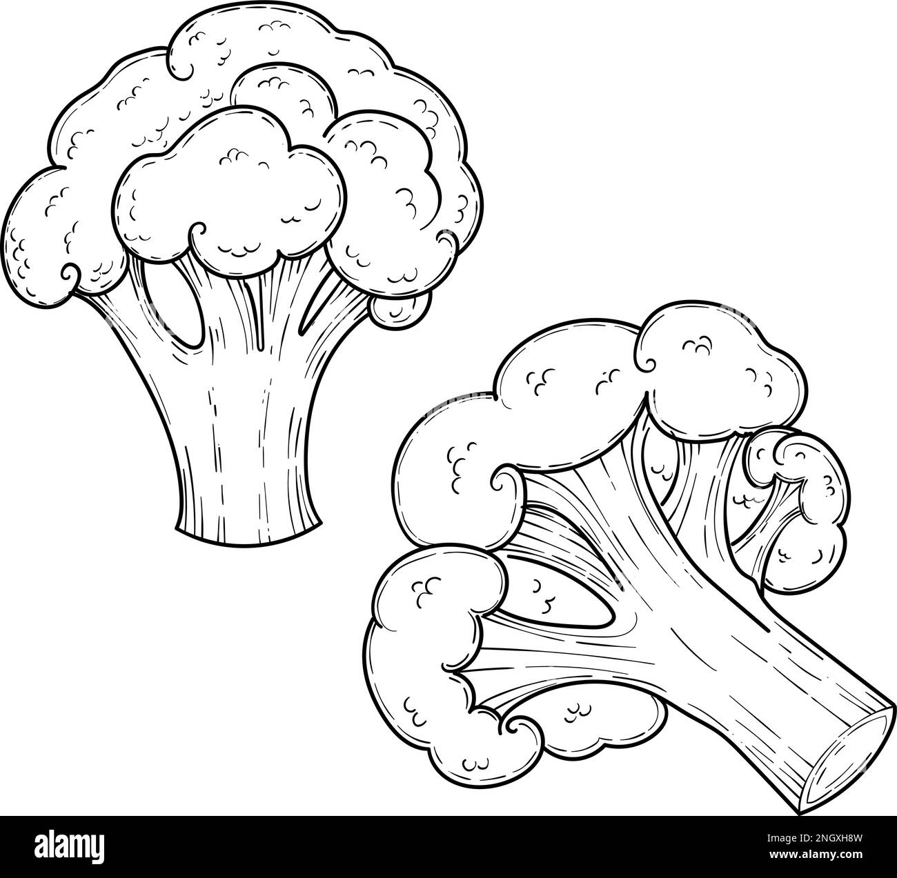 Broccoli di cavolo verde, illustrazione del set vettoriale disegnato a mano, verdure Illustrazione Vettoriale