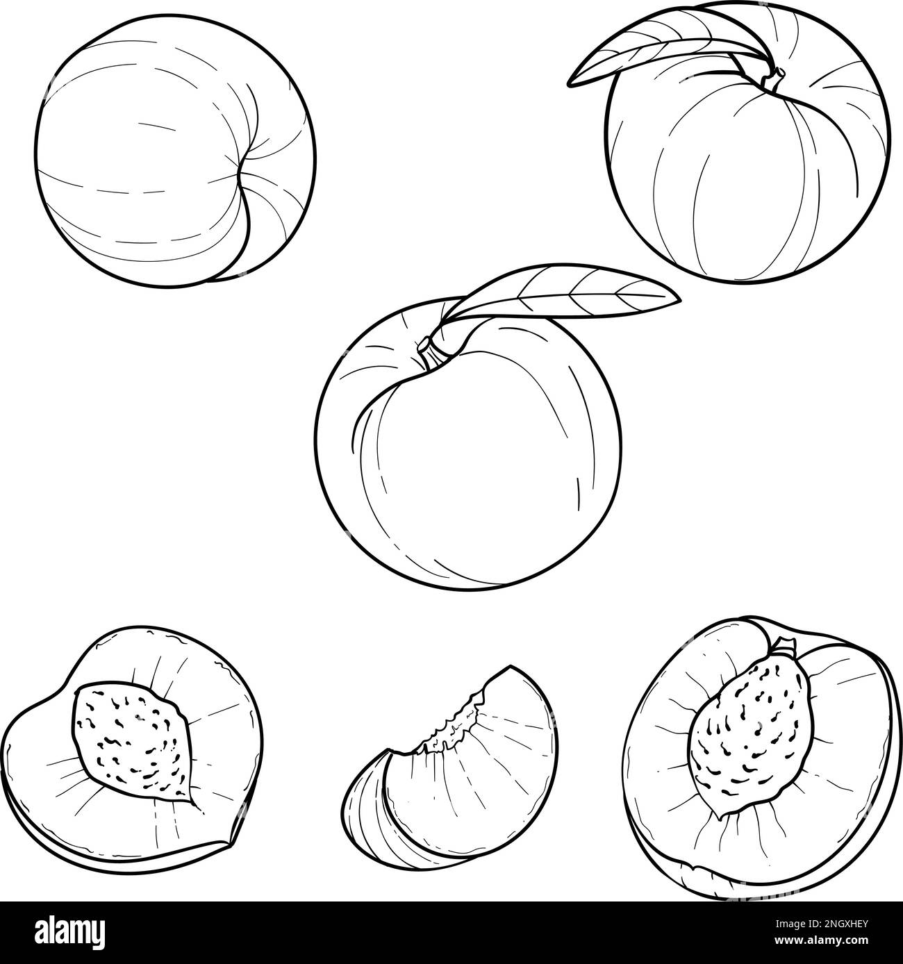 Pesca, frutta intera e fette, disegno a mano Illustrazione Vettoriale