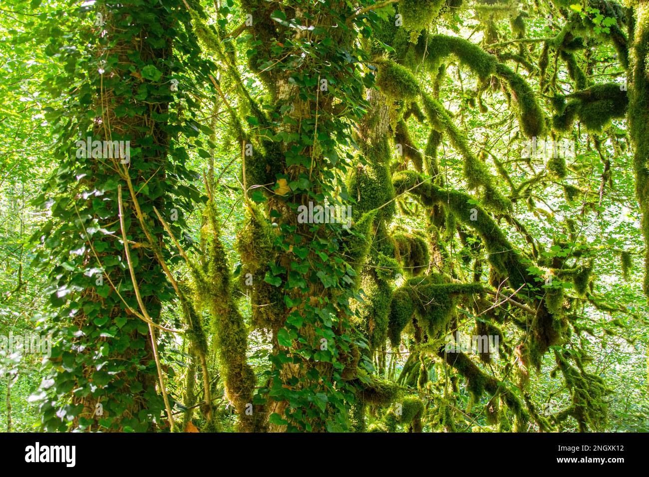 Von Moos überwachsene Bäume im Schweizer Jura Foto Stock