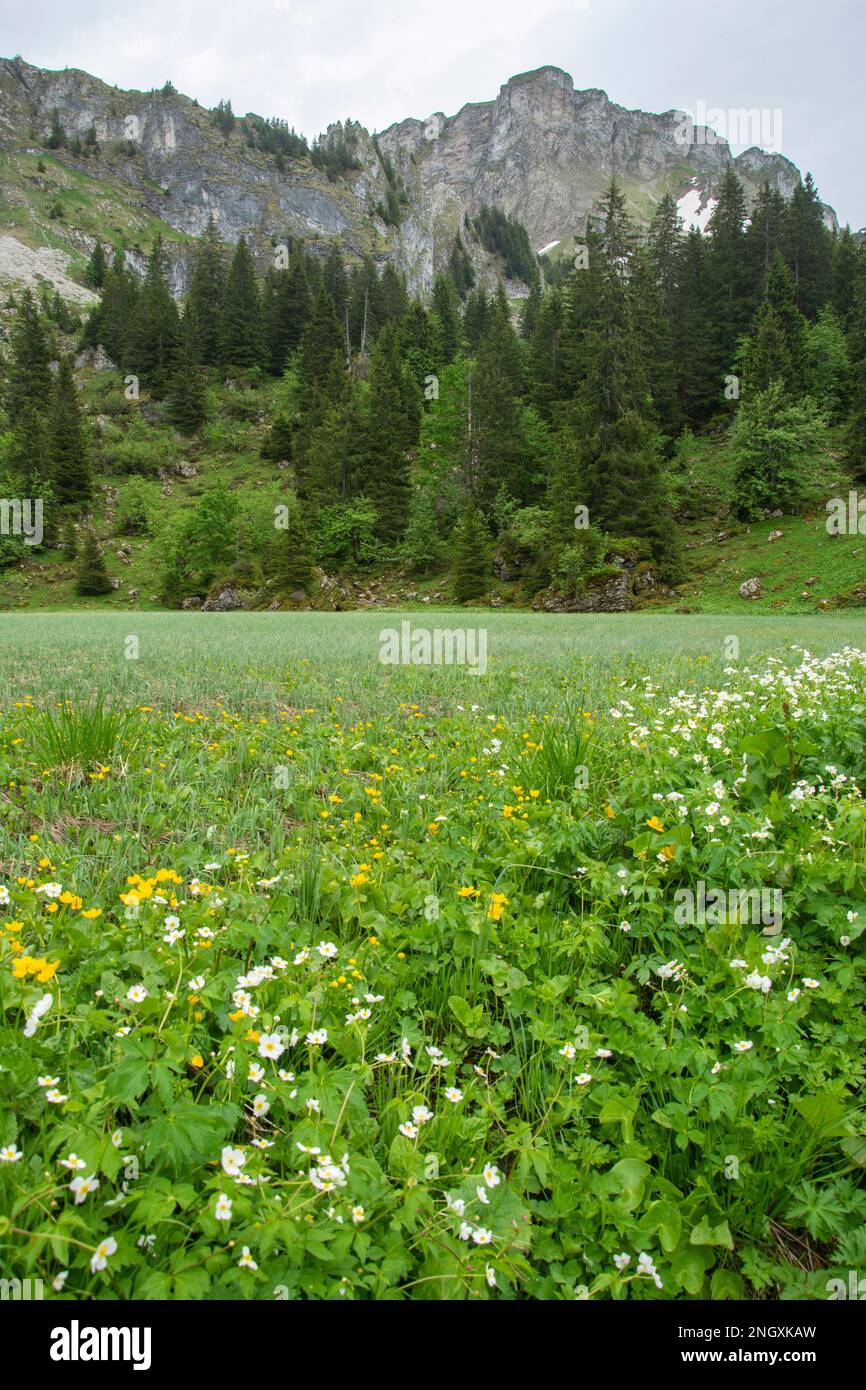 Flachmoor beim col de Jaman in den Waadtländer Alpen Foto Stock