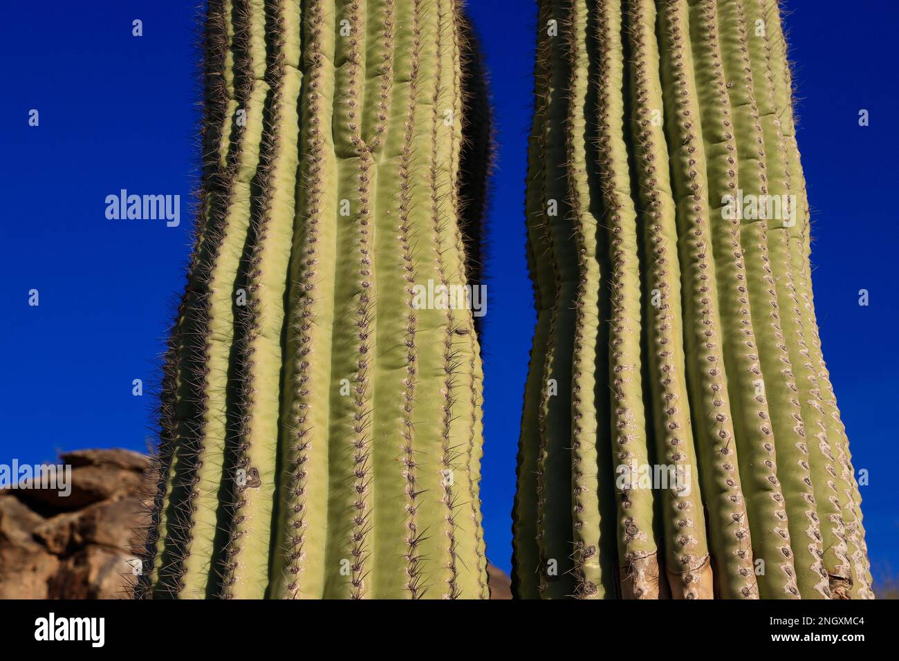 Phoenix, Arizona, Stati Uniti. 18th Feb, 2023. Il cactus di Saguaro copre il paesaggio roccioso withinÂ South Mountain Park and Preserve, Â dove Dobbins Lookout una pointÂ panoramica alta 2.300 metri si affaccia sullo skyline del centro di theÂ e sull'area di Phoenix. Il saguaro (Carnegia gigantea) è una specie di cactus tipo albero del genere monotipico Carnegia che può raggiungere un'altezza di oltre 12 metri (40 piedi). È nativo del deserto di sonora in Arizona. (Credit Image: © Ruaridh Stewart/ZUMA Press Wire) SOLO PER USO EDITORIALE! Non per USO commerciale! Foto Stock