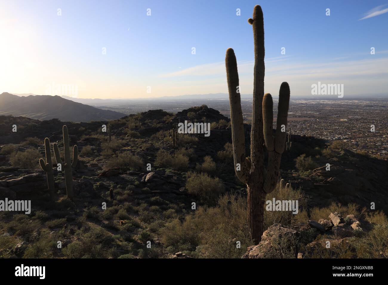 Phoenix, Arizona, Stati Uniti. 18th Feb, 2023. Il cactus di Saguaro copre il paesaggio roccioso withinÂ South Mountain Park and Preserve, Â dove Dobbins Lookout una pointÂ panoramica alta 2.300 metri si affaccia sullo skyline del centro di theÂ e sull'area di Phoenix. Il saguaro (Carnegia gigantea) è una specie di cactus tipo albero del genere monotipico Carnegia che può raggiungere un'altezza di oltre 12 metri (40 piedi). È nativo del deserto di sonora in Arizona. (Credit Image: © Ruaridh Stewart/ZUMA Press Wire) SOLO PER USO EDITORIALE! Non per USO commerciale! Foto Stock