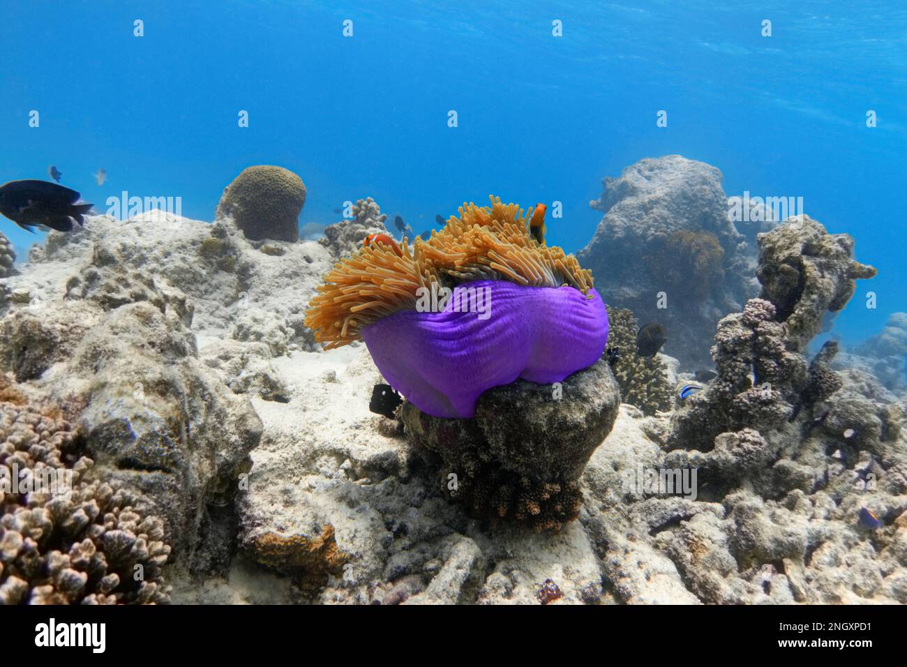 Anemone di mare violetto sulla scogliera di corallo sbiancata. Effetto di warmin globale Foto Stock