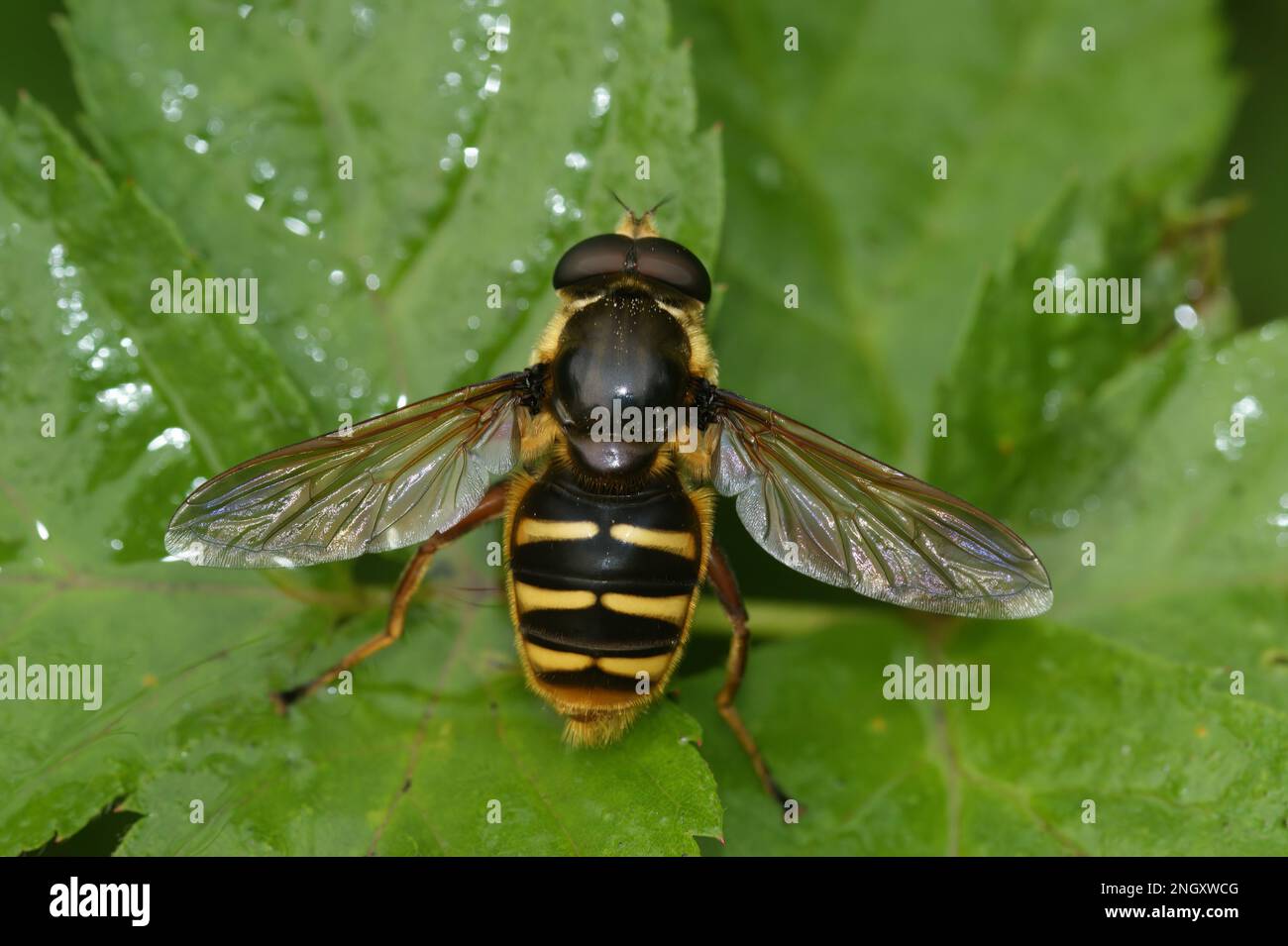 Primo piano naturale la mosca da volo con torba gialla, Sericomyia silentis, Syrphidae, con ali sparse su una foglia verde Foto Stock