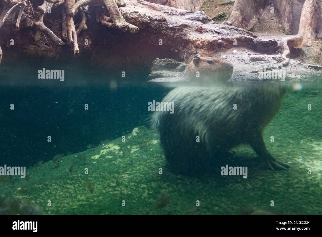 Capybara selvaggio animale roditore tranquillo su uno stagno d'acqua in una foresta allagata con effetto di rifrazione fatto dall'acqua Foto Stock