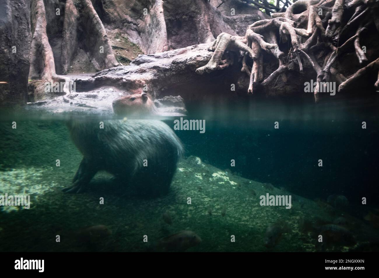 Capybara selvaggio animale roditore tranquillo su uno stagno d'acqua in una foresta allagata con effetto di rifrazione fatto dall'acqua Foto Stock