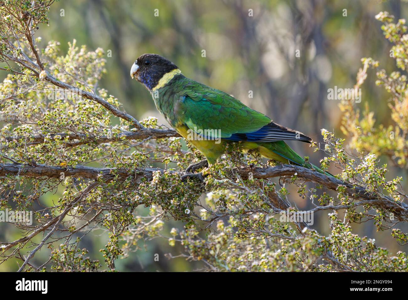 Australian Ringneck - Barnardius zonarius è un pappagallo originario dell'Australia, delle prime due specie di pappagallo di Port Lincoln (Barnardius zonarius) e Mallee Ringne Foto Stock