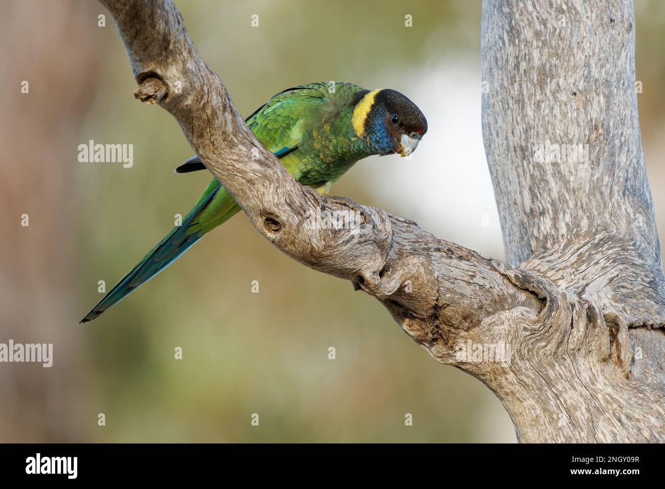 Australian Ringneck - Barnardius zonarius è un pappagallo originario dell'Australia, delle prime due specie di pappagallo di Port Lincoln (Barnardius zonarius) e Mallee Ringne Foto Stock