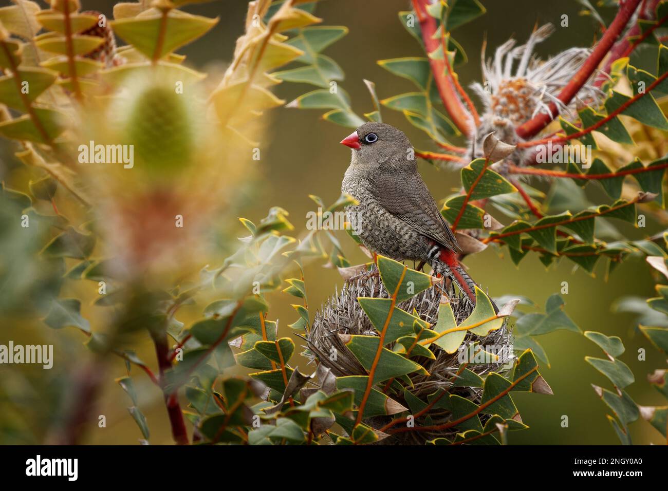 Fical dalle orecchie rosse - Stagonopleura oculata conosciuta anche come Boorin, uccello simile a finch delle regioni costiere nel sud-ovest dell'Australia, spo bianca e nera Foto Stock