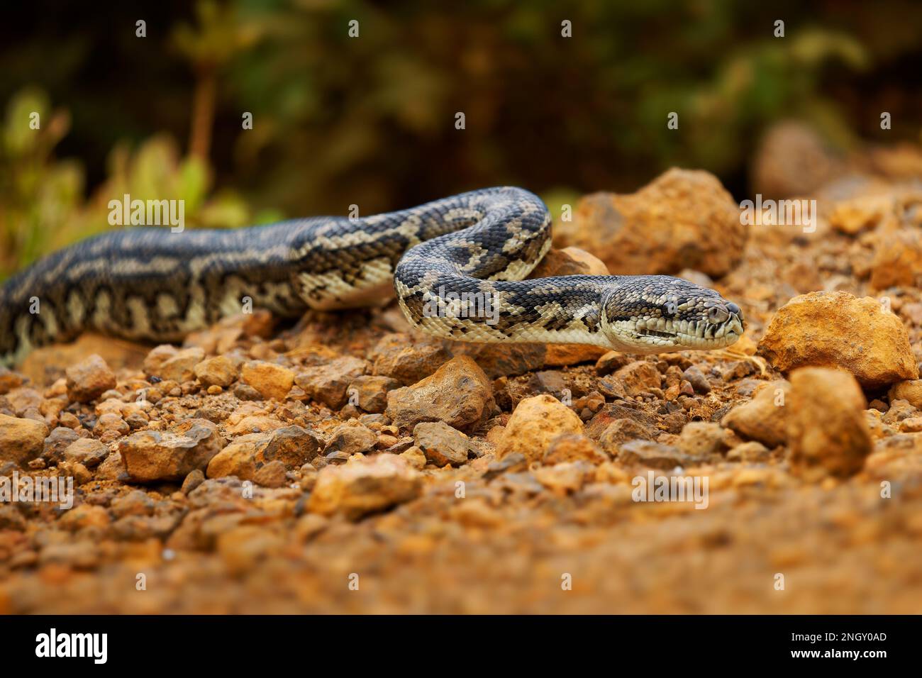 Tappeto Python - Morelia spilota Grande serpente di Pythonidae trovato in Australia, Nuova Guinea, Arcipelago di Bismarck e le Isole Salomone settentrionali. Serpente Foto Stock
