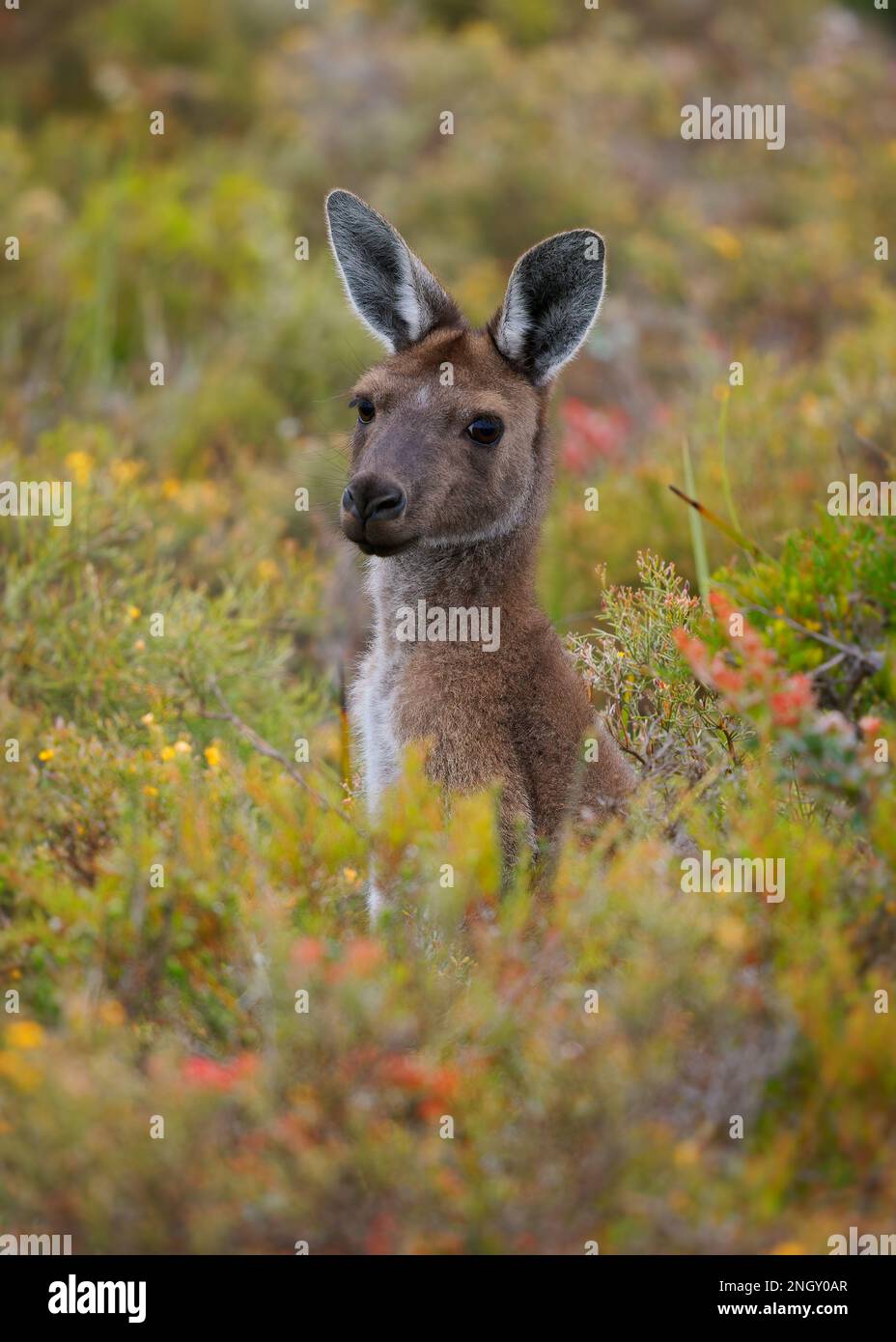 Canguro grigio occidentale - Macropus fuliginosus anche gigante o nero-faccia o canguro mallee o canguro sooty, grande canguro comune dalla parte meridionale Foto Stock