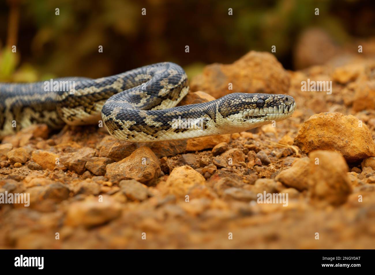 Tappeto Python - Morelia spilota Grande serpente di Pythonidae trovato in Australia, Nuova Guinea, Arcipelago di Bismarck e le Isole Salomone settentrionali. Serpente Foto Stock