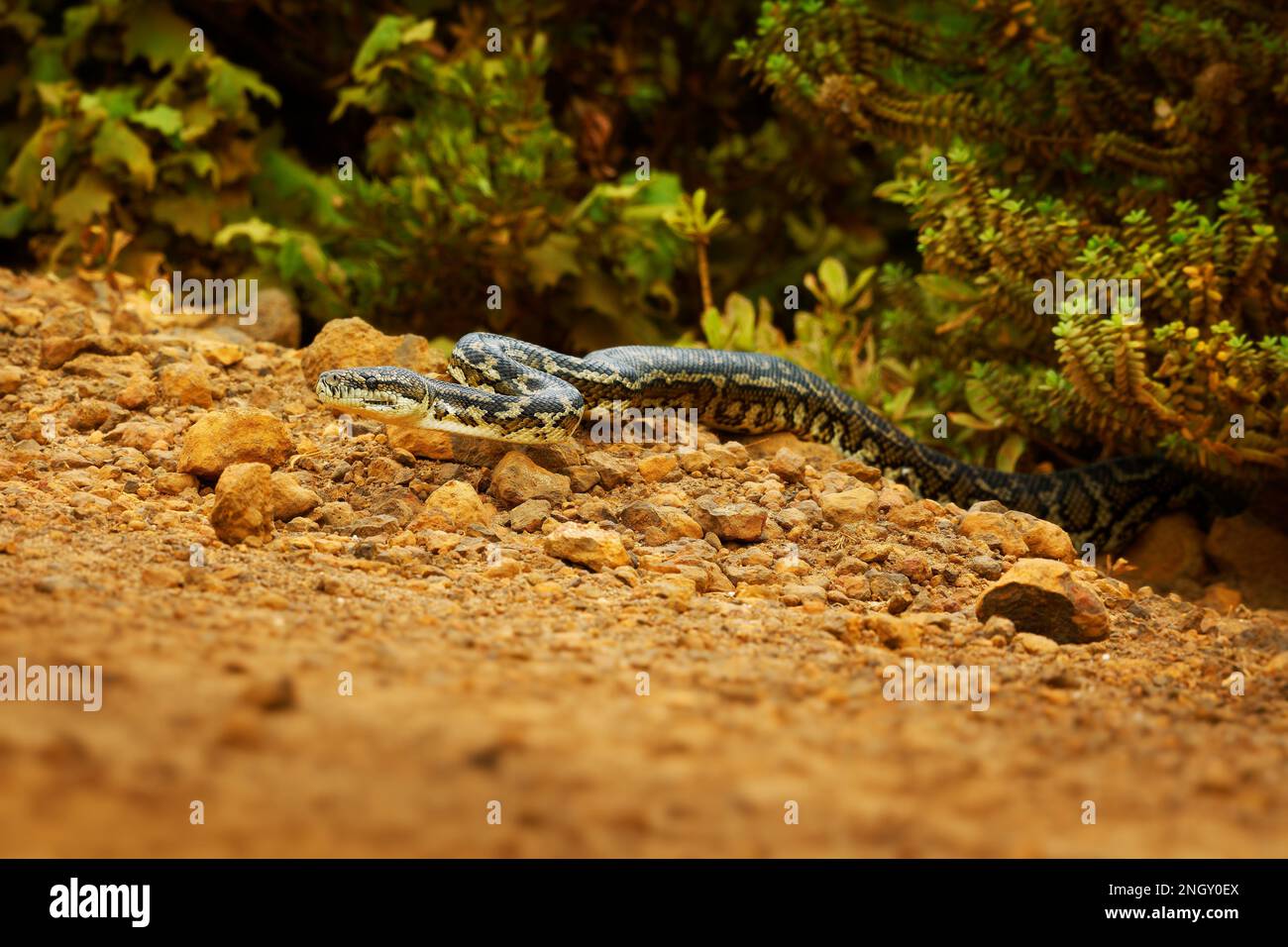 Tappeto Python - Morelia spilota Grande serpente di Pythonidae trovato in Australia, Nuova Guinea, Arcipelago di Bismarck e le Isole Salomone settentrionali. Serpente Foto Stock