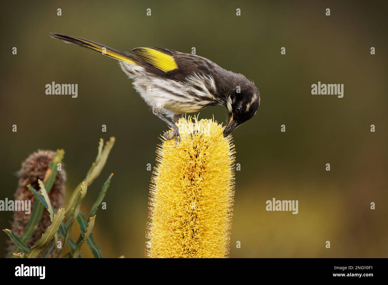 New Holland Honeyater - Phylidonyris novaehollandiae - uccello australiano di colore giallo nelle ali che si nutrono di nettare sul fiore giallo di banksia Foto Stock