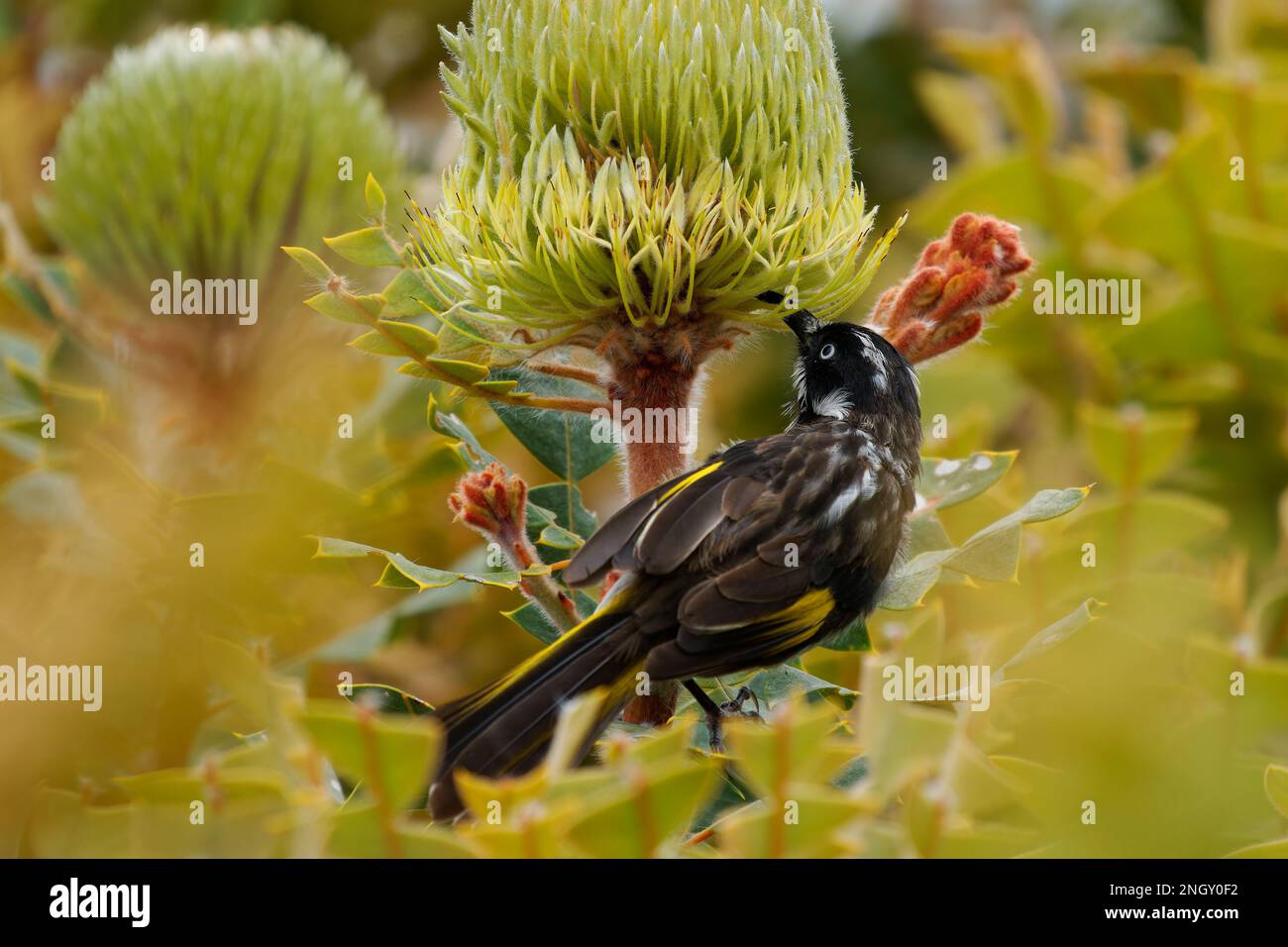 New Holland Honeyater - Phylidonyris novaehollandiae - uccello australiano di colore giallo nelle ali che si nutrono di nettare sul fiore giallo di banksia Foto Stock