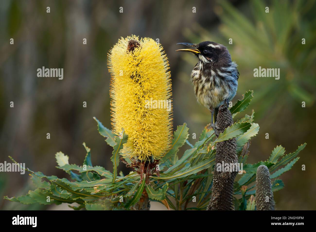 New Holland Honeyeater - Phylidonyris novaehollandiae - giovane uccello australiano di colore giallo alle ali che si nutrono di nettare sul giallo banksia b Foto Stock